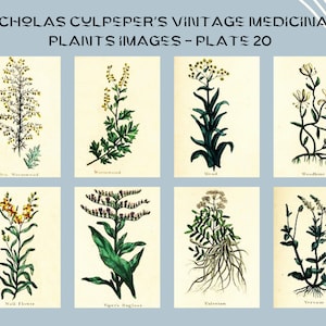 Nicholas Culpeper&#39;s Vintage Medicinal Plants images - Plate 20| Botanical Illustration | Medicinal herbs | home decor | Art and Collectibles