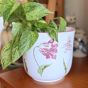 May include: A white ceramic planter featuring a delicate pink and white tulip floral pattern around the exterior, with a thin red rim at the top. A variegated pothos plant with green and cream marbled leaves grows out of the planter.