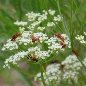 Grüner Anis - 100 Samen - Pimpinella anisum - Anisum odoratum - Anisum officinale - Anisum officinarum - Anisum vulgare - Pimpinelle