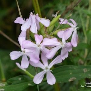 Saponaria officinalis - 100 seeds - soapwort
