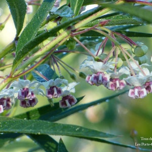 Balloon tree - 30 seeds - Asclepias physocarpa - Silk tree - Butterfly tree