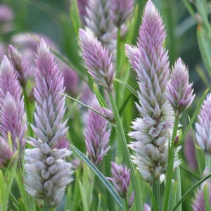 Flamingo Feathers - 200 seeds - Celosia argentea var. spicata