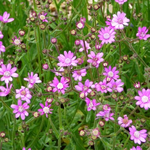 Senecio polyodon - 100 seeds - Groundsel