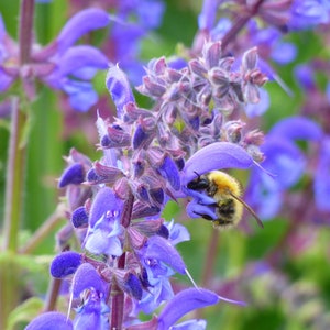 Meadow Sage - 100 seeds - Salvia pratensis
