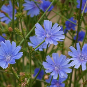 Common Chicory - 150 seeds - Cichorium intybus var intybus