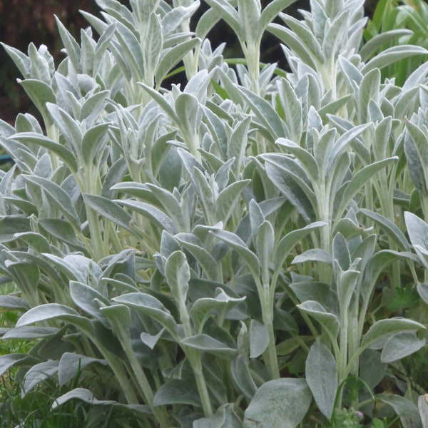 Stachys byzantina - 50 seeds - Lamb's ear - Woolly Hedgenettle