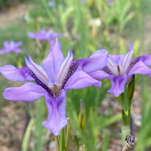 Peut inclure: Deux fleurs d'iris violettes avec des marques blanches et violettes fleurissent dans un jardin.