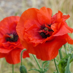 Puede incluir: Dos amapolas de color rojo brillante con centros negros están en foco contra un fondo borroso de follaje verde y tallos marrones.