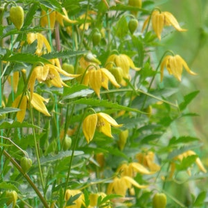 Pode incluir: Um close-up de uma videira com flores amarelas. As flores estão em plena floração e têm uma aparência delicada em forma de sino. A videira está crescendo em uma treliça e está coberta de folhas verdes exuberantes.