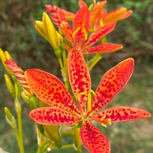 Belamcanda chinensis – 35 Samen – Iris Domestica – Tigeriris – Leopardenblume – Chinesische Pardanthe – Brombeerlilie
