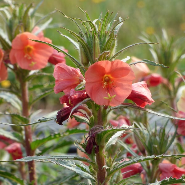 Oenothera versicolor - aproximadamente 600 semillas - Onagra - Oenothera campylocalyx - Oenothera coccinea.