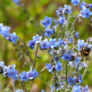 Peut inclure: Une abeille pollinise un groupe de délicates fleurs bleues de myosotis dans un champ.