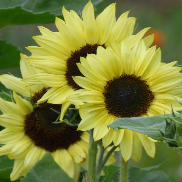 Tournesol 'Jaune Citron' - 100 graines - Soleil - Sunflower