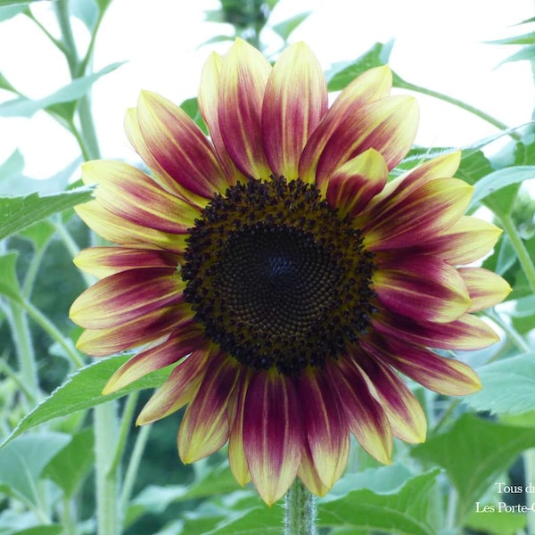 Tournesol Mélange - 100 graines - Soleil - Sunflower