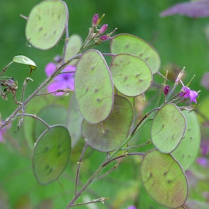 Peut inclure: Gros plan sur une plante aux feuilles rondes vertes et aux petites fleurs violettes. Les feuilles ont une qualité délicate, presque translucide.