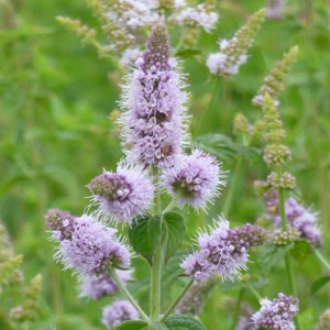 May include: A close-up of a cluster of purple and white flowering mint plants. The flowers are in bloom and have a delicate, feathery appearance.