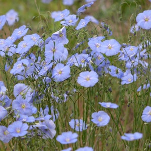 Perennial Flax - 75 seeds - Linum perenne - Blue Flax - Lint - Linum Sibiricum