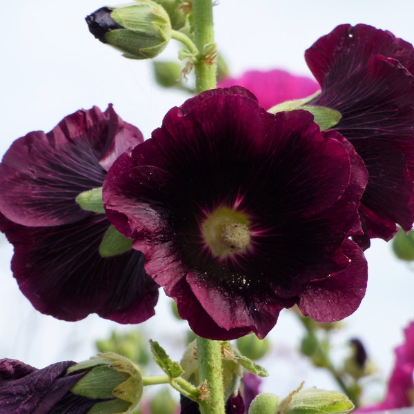 Roses trémières mélange - 100 graines - Althaea rosea - Passe-Rose - Bâton de Jacob - Hollyhock