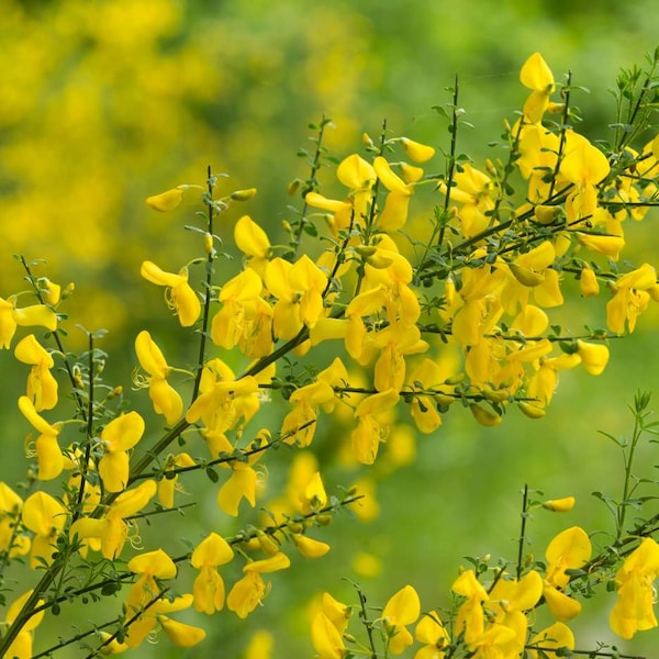 Ginster - 30 Samen - Cytisus scoparius - Cytise à broom - Genettier, Großer Ginster