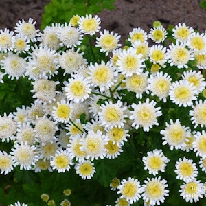 Peut inclure: Gros plan sur un groupe de fleurs blanches et jaunes sur un fond de feuilles vertes. Les fleurs, semblables à des marguerites, ont des pétales blancs entourant un centre jaune. L'image est bien éclairée, révélant les détails floraux.