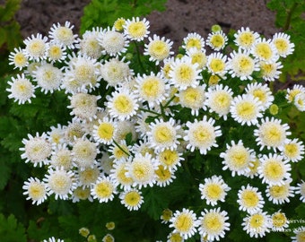 Mutterkraut 'Selma Star' - 1000 Samen - Tanacetum parthenium 'Selma Star' - Partenelle - Golden Pyrethrum - Pyrethrum Moss
