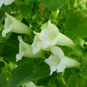 Kletterndes Löwenmaul - 150 Samen - Maurandya erubescens 'Alba' - Lophospermum erubescens 'Alba' - Maurandya 'Bridal Bouquet'