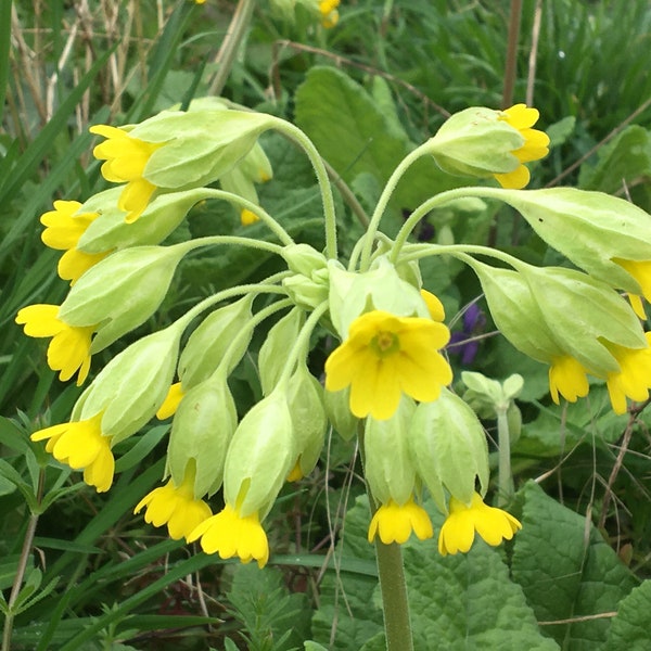 Primevère officinale - 100 graines - Brérelle - Coqueluchon - Coucou - Primevère de printemps - Primevère vraie - Herbe de Saint Pierre