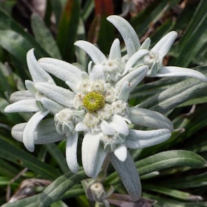 Può includere: Primo piano di un fiore di stella alpina bianco con un centro giallo, circondato da foglie verdi.