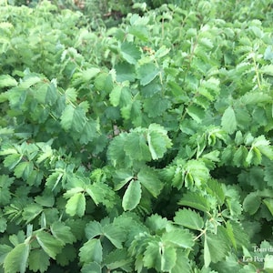 Kleine Pimpernelle – 1 gr (ca. 100 Samen) – Sanguisorba Minor – Salat-Pimpernelle – Garten-Pimpernelle – Kleine Pimpernelle
