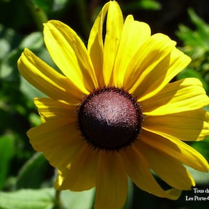 Black-eyed Susan - 500 seeds (approx) - Rudbeckia hirta - Rucbeckia gloriosa - Centrocarpha hirta