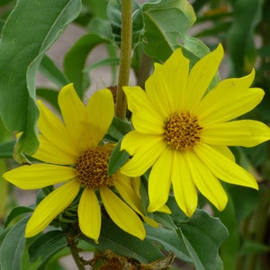 Maximilian Sunflower - 150 seeds - Helianthus maximiliani