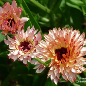Peut inclure: Gros plan sur trois fleurs orange et rose aux pétales frisés. Les fleurs sont en pleine floraison et ont un aspect délicat et superposé.