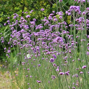 Buenos Aires Verbena - 1500 zaden (0,50 gr) - Verbena bonariensis - Verbena bonariensis &#39;Buenos Aires&#39; - Verbena patagonica