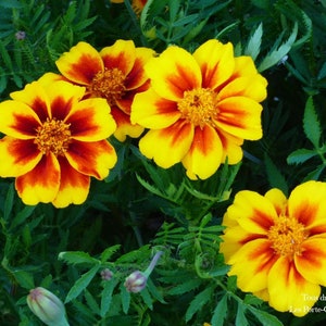Marigold - 300 Seeds - Tagetes patula - French Marigold