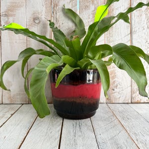 May include: A vibrant green Bird's Nest Fern plant in a decorative ceramic pot. The pot features a glossy finish with bands of red, brown, and black. The plant's long, wavy leaves cascade over the rim, creating a lush, natural aesthetic.