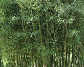 Phyllostachys Parvifolia Bamboo Rhizome - grows up to 60 foot tall