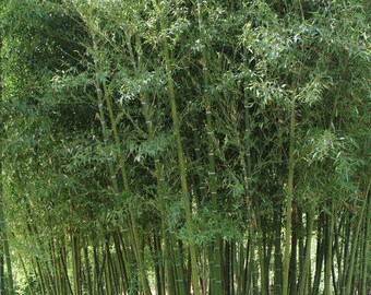 2-3 foot tall Phyllostachys Parvifolia Bamboo Plant with thriving root system - grows up to 60 foot tall