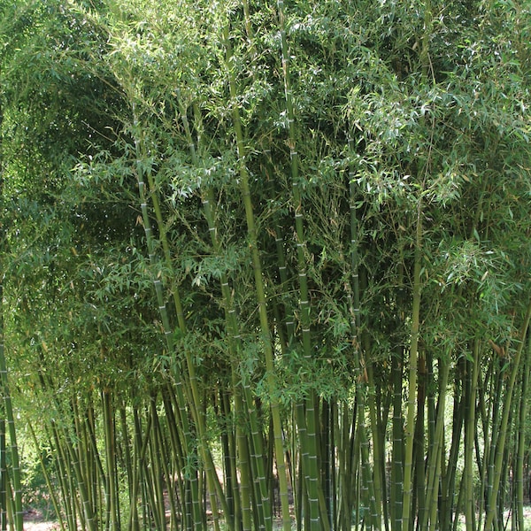 2-3 foot tall Phyllostachys Parvifolia Bamboo Plant with thriving root system - grows up to 60 foot tall