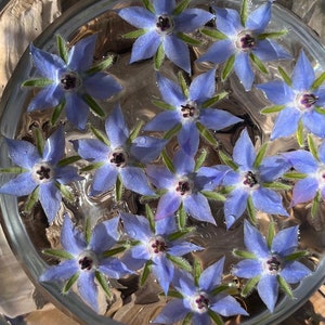 Herb of Gladness - Borage Flower Essence