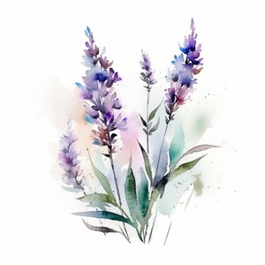 10 Lavender Clipart | Plants, Digital Artwork, Floral Design, Flowers Background