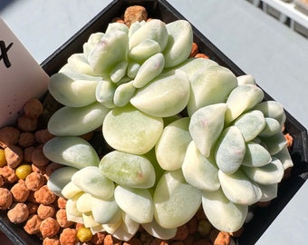 Sedum Clavatum Variegata Small Cluster Imported Korean Succulent/Gifts