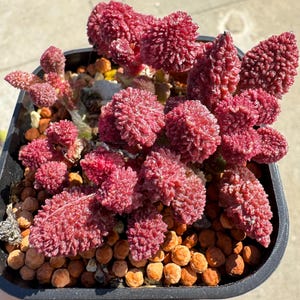 Adromischus marianiae 'Herri' （朱紫玉） Planta suculenta rara