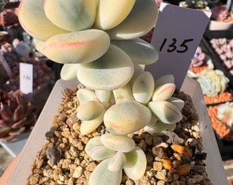 Cotyledon orbiculata cv variegated Rare Imported Korean Succulent