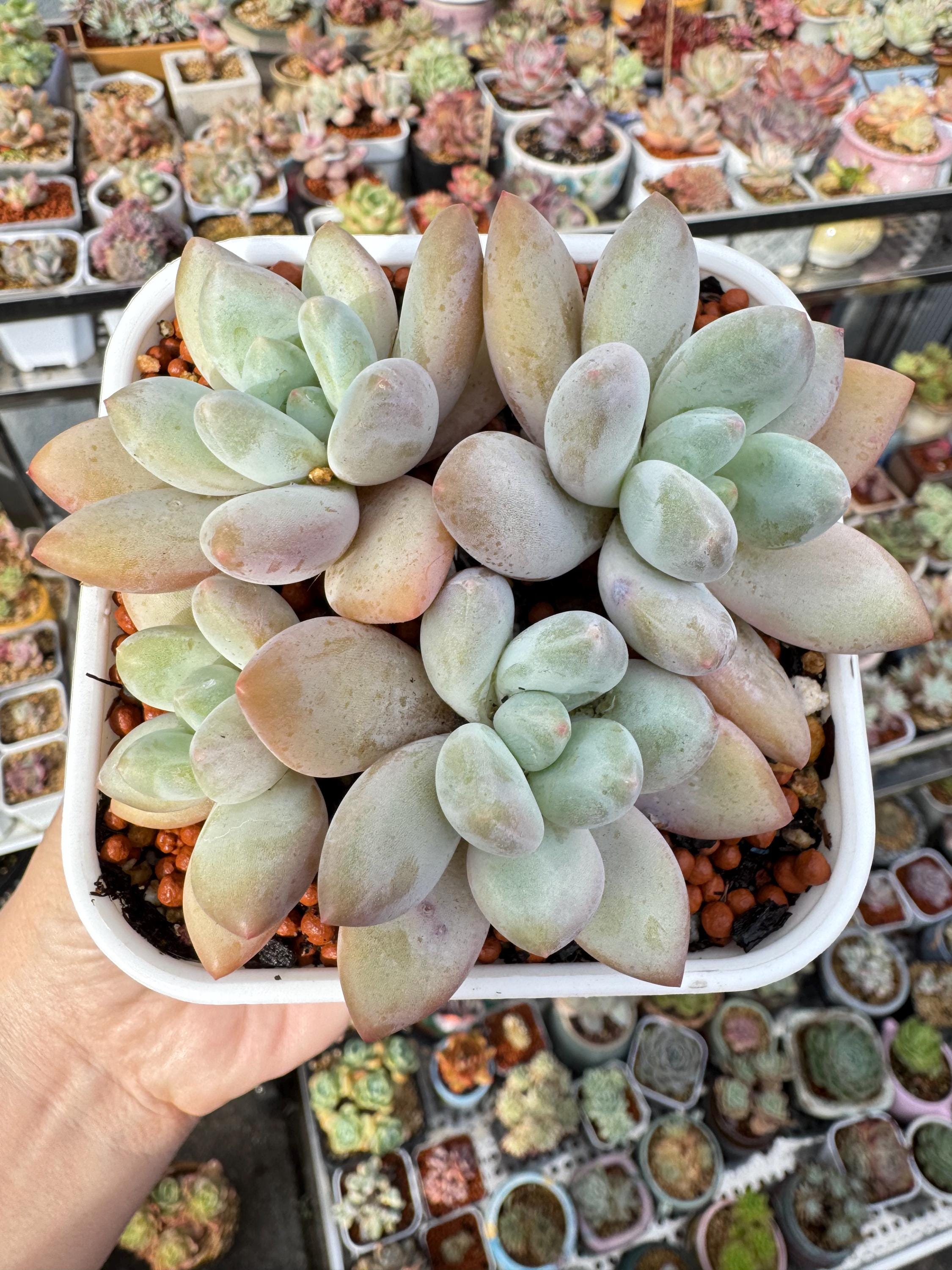 Thrones/Gallery | Earth-27 Wiki | Fandom, image size:2250x3000