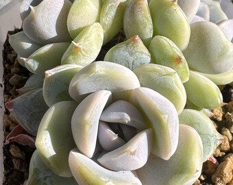 Imported Rare Echeveria Snow bunny Cluster Succulent from Korea