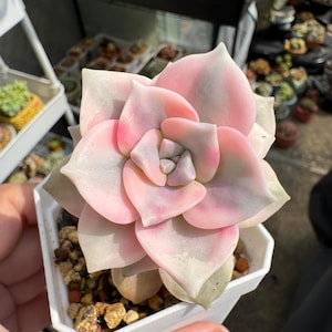 Graptopetalum Purple Delight Variegated, Succulent plant, Succulent gifts