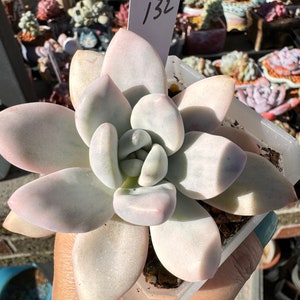 Graptoveria Opalina Variegated Imported Rare Succulent