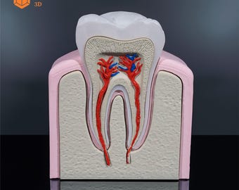 May include: An anatomical model of a human molar tooth featuring a cross-section view. The model displays a white crown, beige root structure, and internal red and blue vascular systems. The text Azata 3D is visible in the upper left corner.