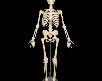 Human Skeleton Model with Stand, Anatomical Skeleton Model, Full Body Skeletal System Display, Medical Classroom Decor 6 ft tall (183 cm)