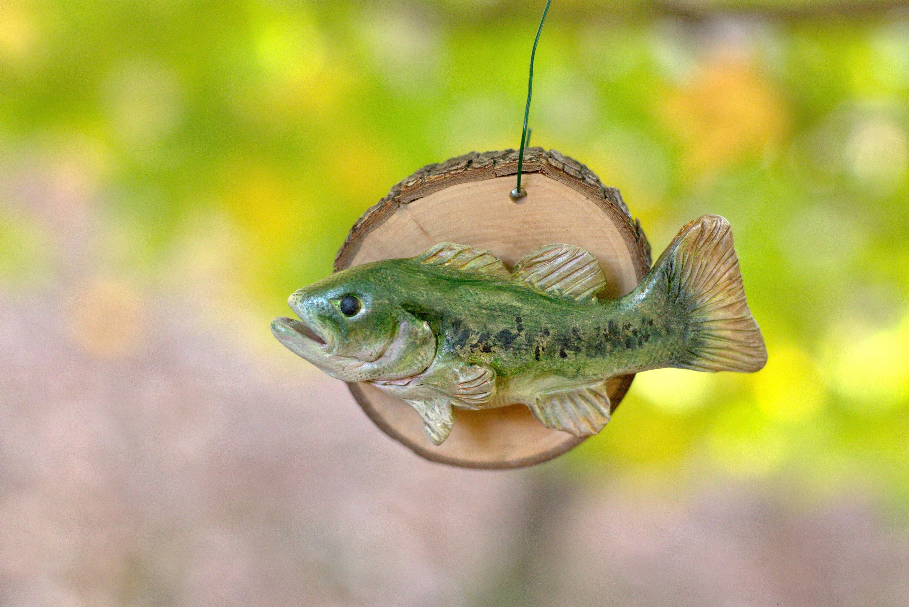 4日限定Large mouth Bass　壁掛け剥製 Large Mouth Bass Mount - Etsy